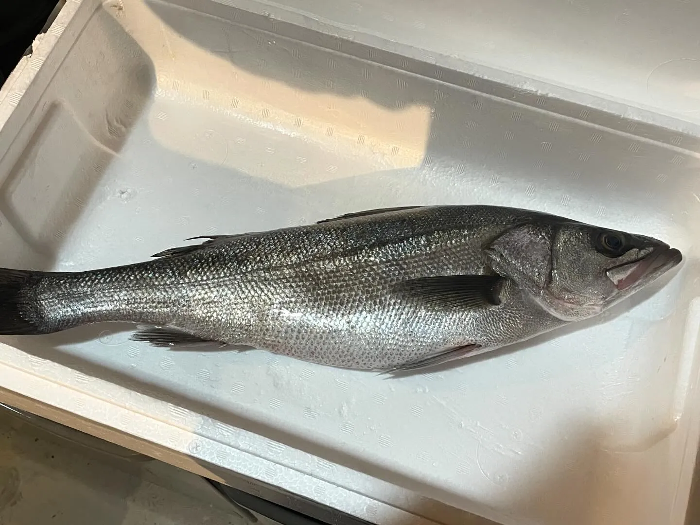 2024/01/23 本日スズキさん来店！！